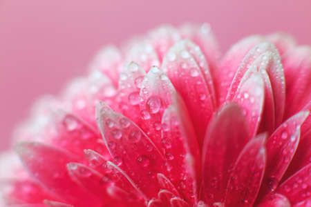 Pink Gerbera flower petals with drops of water, macro on flower. Beautiful abstract backgroundの写真素材
