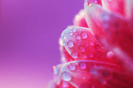 Pink Gerbera flower petals with drops of water, macro on flower. Beautiful abstract backgroundの写真素材