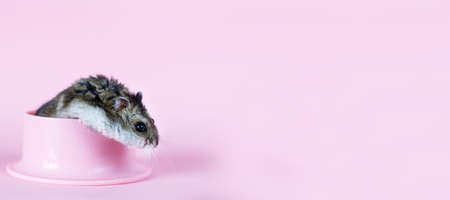 One Djungarian dwarf hamster is eating and sitting on a plastic bowl on the pink background. banner. hamster portrait closeの写真素材