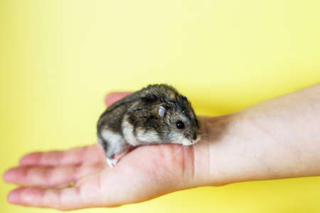 Cute little hamster in mens hands close on a yellow backgroundの写真素材