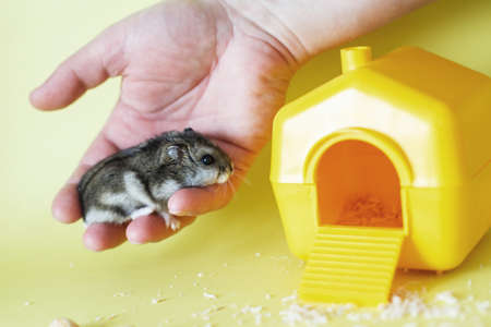 Cute little hamster in mens hands close on a yellow background near his houseの写真素材