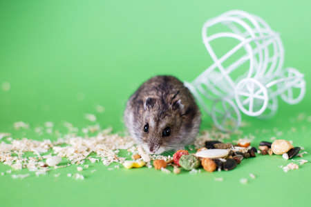 Funny Djungarian hamster eating feed near vintage decorative stroller on a green backgroundの写真素材