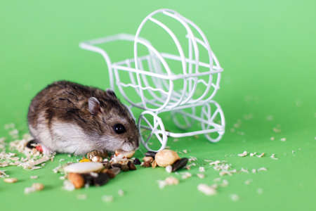 Funny Djungarian hamster eating feed near vintage decorative stroller on a green backgroundの写真素材