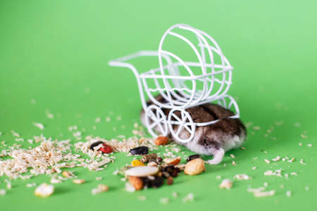 Funny Djungarian hamster hides under vintage decorative stroller on a green backgroundの写真素材