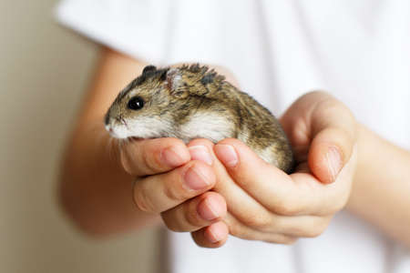 Cute little hamster in the child's hands closeの写真素材