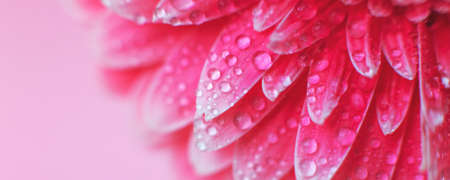 Pink Gerbera flower petals with drops of water, macro on flower, beautiful abstract background....