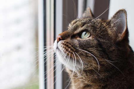 Portrait of a Gray cat looking out window. copy spaceの写真素材