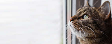 Portrait of a Gray cat looking out window. copy space. bannerの写真素材