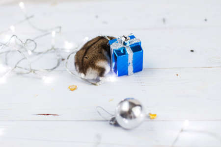 A little hamster with a christmas garland and with present box sits on light blue wooden backgroundの写真素材