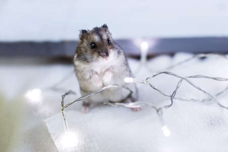 A little hamster with a christmas garland sits on light blue wooden backgroundの写真素材