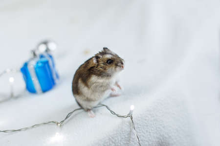 A little hamster with a christmas garland and with present box sits on light blue wooden backgroundの写真素材