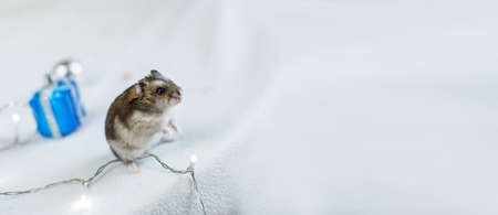 A little hamster with a christmas garland and with present box sits on light blue wooden background....