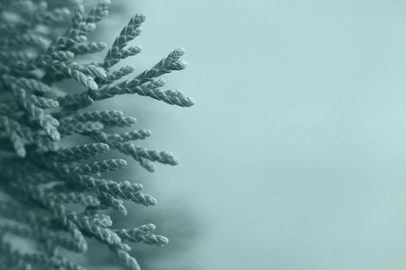 background of green needles tree thuja close up. Trend colorの写真素材