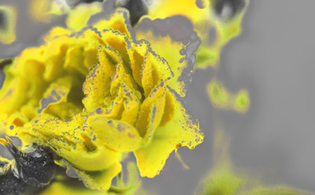 Illuminating yellow rose with water drops on a Ultimate Gray background. abstract floral backgroundの写真素材