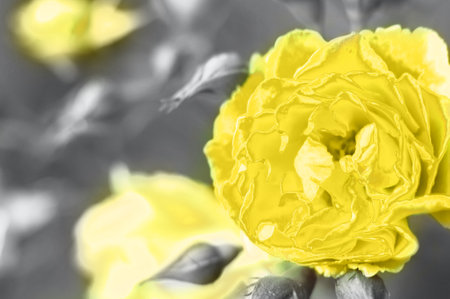 Illuminating yellow rose with water drops on a Ultimate Gray background. abstract floral backgroundの写真素材