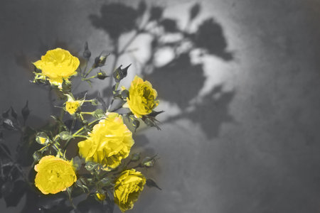 Illuminating yellow rose with water drops on a Ultimate Gray background. abstract floral background. Trendy colors of the 2021 year.の写真素材