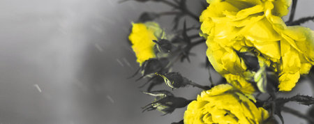 Illuminating yellow rose with water drops on a Ultimate Gray background. abstract floral backgroundの写真素材