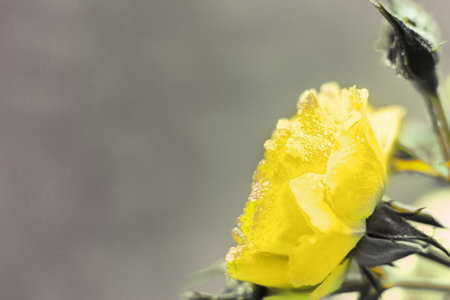Illuminating yellow rose with water drops on a Ultimate Gray background. abstract floral backgroundの写真素材