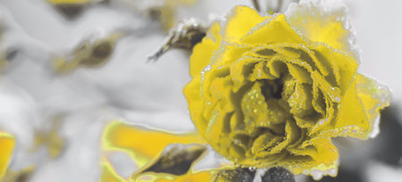 Illuminating yellow rose with water drops on a Ultimate Gray background. abstract floral background. bannerの写真素材