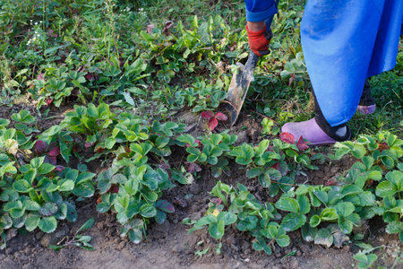 Woman weed the weeds of strawberry in the field, work processの写真素材