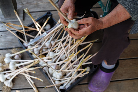 female hands peel garlic. old woman peels raw garlic in the rardenの写真素材