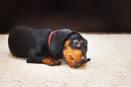 Portrait of cute dog dachshund with a dried tasty treat snack in teeth. dog treats for brushing teeth.の写真素材