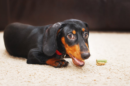 Portrait of cute dog dachshund with a dried tasty treat snack in teeth. dog treats for brushing teeth.の写真素材