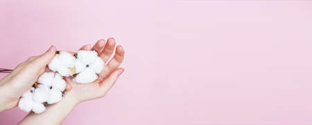 Woman holding fluffy cotton flowers in her hands isolated on a pink background close up. Copy space. concept of natural eco products and skin care. bannerの写真素材