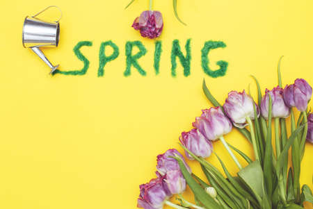 The inscription Spring from a decorative green grass on a yellow background with a watering can and flowers tulipsの写真素材