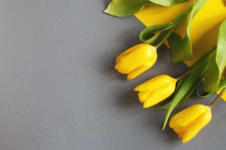 Yellow tulips on a yellow and gray background. View from above.の写真素材