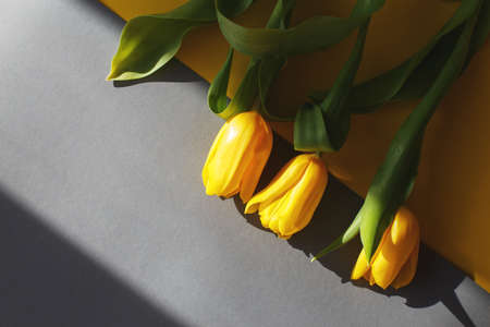 Yellow tulips on a yellow and gray background in hard light. View from above.の写真素材