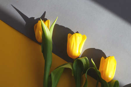 Yellow tulips on a yellow and gray background in hard light. View from above.の写真素材