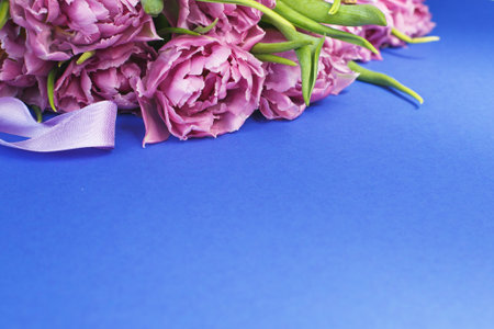 purple flowers tulips on a blue background with copy spaceの写真素材