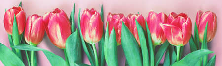 Pink fresh flowers tulips background with a copy space. Romantic composition. Flat lay, top view. bannerの写真素材