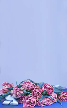 purple flowers tulips on a blue background with copy spaceの写真素材