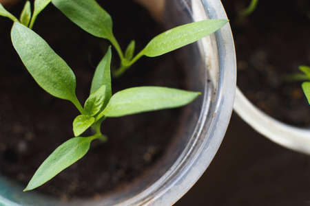 pepperseedlings growing on windowsill of the houseの写真素材