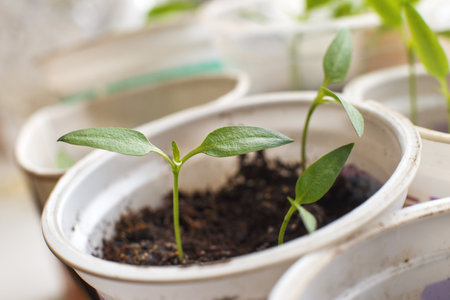 pepper seedlings growing on windowsill of the houseの写真素材