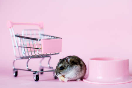 Funny Djungarian hamster with childrens empty shopping cart eating nut near his bowl on pink backgroundの写真素材