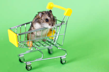 Funny Djungarian hamster sits in children s empty shopping cart on green background. Funny pet is having funの写真素材