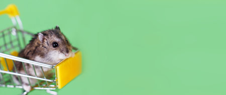 Funny Djungarian hamster sits in childrens empty shopping cart on green background. Funny pet is having fun. bannerの写真素材