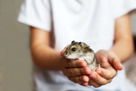 Cute little hamster in childs hands closeの写真素材