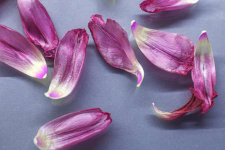 close up pink fresh flowers petals of tulips with a water drops on glass surface, wet petals, natural spring backgroundの写真素材