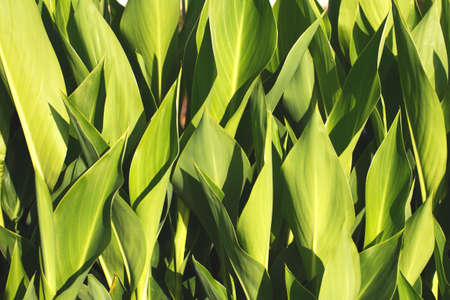 a fresh tropical green foliage background. natural leaves patternの写真素材