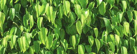 a fresh green foliage background. natural leaves patternの写真素材