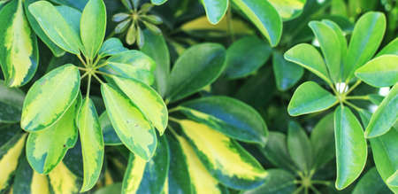 a fresh tropical green foliage background. natural leaves patternの写真素材