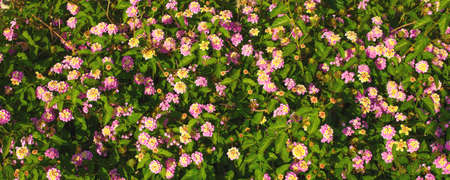 a branch with pink flowers. nature background. bannerの写真素材