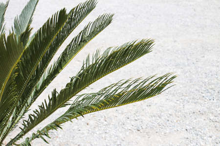 tropical tree palm leaves. natural foliage pattern.の写真素材