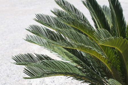 tropical tree palm leaves. natural foliage pattern.の写真素材