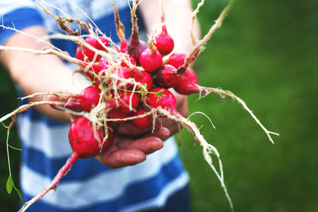 the man's hands hold the harvest of the radish plucked from the gardenの写真素材