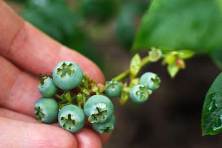 woman's hand holding the branch of unripe blueberry in the gardenの写真素材